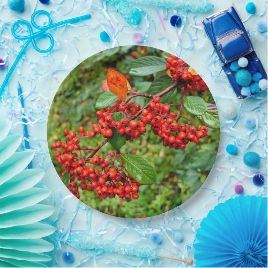Cotoneaster lacteus Papier Bord (Feest)