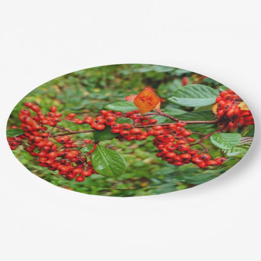 Cotoneaster lacteus Papier Bord (Gekanteld)