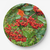 Cotoneaster lacteus Papier Bord (Voorkant)