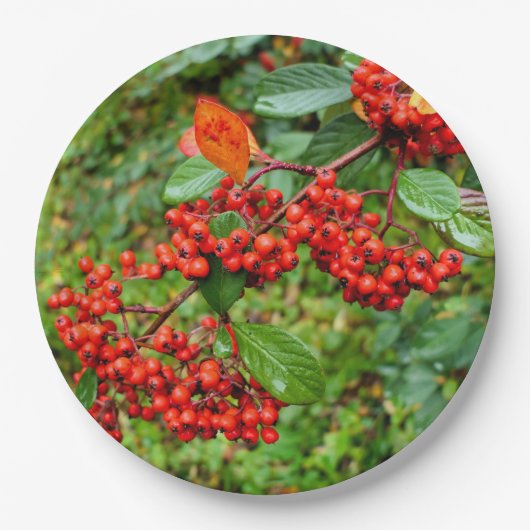 Cotoneaster lacteus Papier Bord (Voorkant)