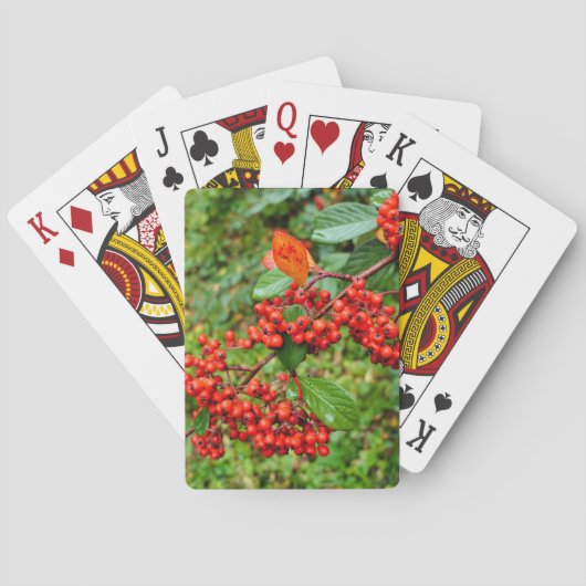 Cotoneaster lacteus pokerkaarten (Achterkant)