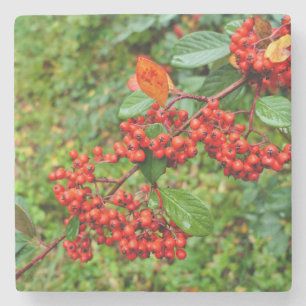 Cotoneaster lacteus stenen onderzetter