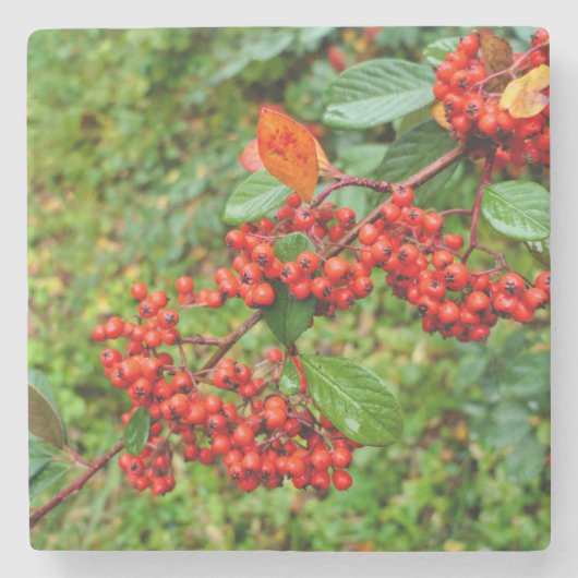 Cotoneaster lacteus stenen onderzetter (Voorkant)