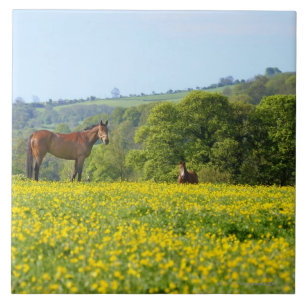 Cotswolds, Verenigd Koninkrijk Tegeltje