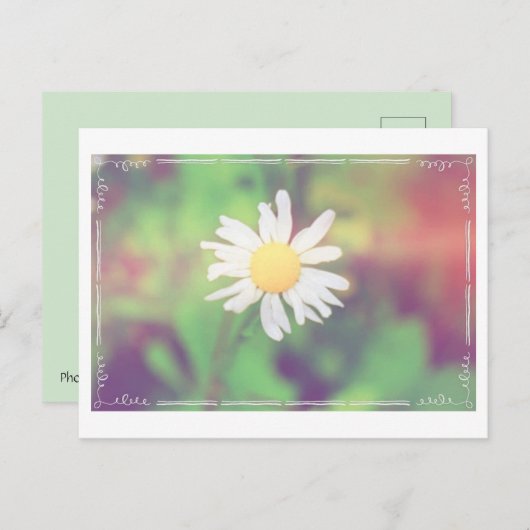 Cottage Daisy Postcrossover Briefkaart (Voorkant / Achterkant)