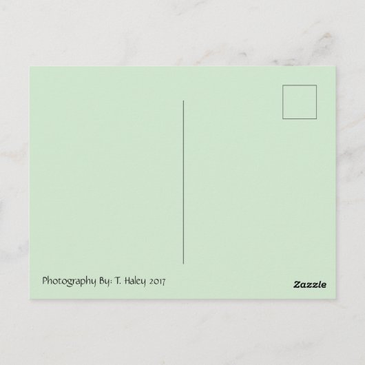 Cottage Daisy Postcrossover Briefkaart (Achterkant)