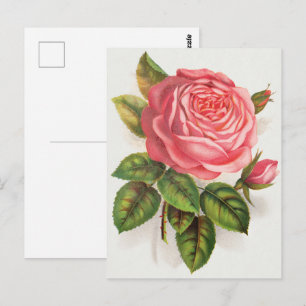 Cottagecore Antieke Roze Roos Bloem Illustratie Briefkaart