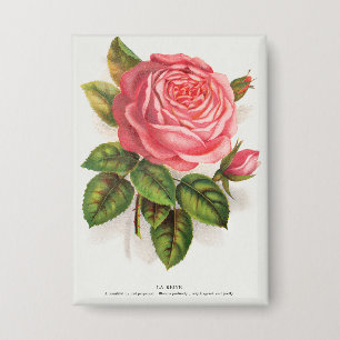 Cottagecore Antieke Roze Roos Bloem Illustratie Button