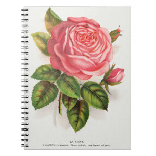 Cottagecore Antieke Roze Roos Bloem Illustratie Notitieboek