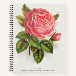 Cottagecore Antieke Roze Roos Bloem Illustratie Notitieboek