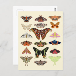 Cottagecore Moths Briefkaart
