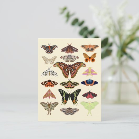Cottagecore Moths Briefkaart (Staand voorkant)