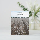 Cotton Field Harvest Missouri Briefkaart (Staand voorkant)