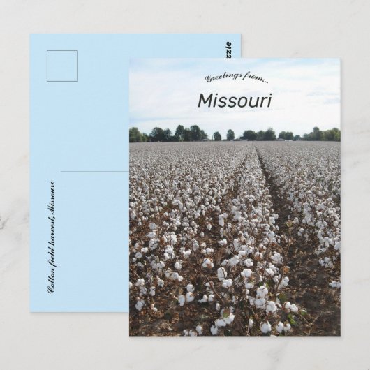 Cotton Field Harvest Missouri Briefkaart (Voorkant / Achterkant)