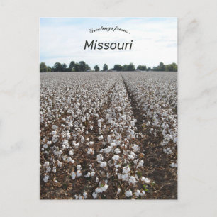 Cotton Field Harvest Missouri Briefkaart