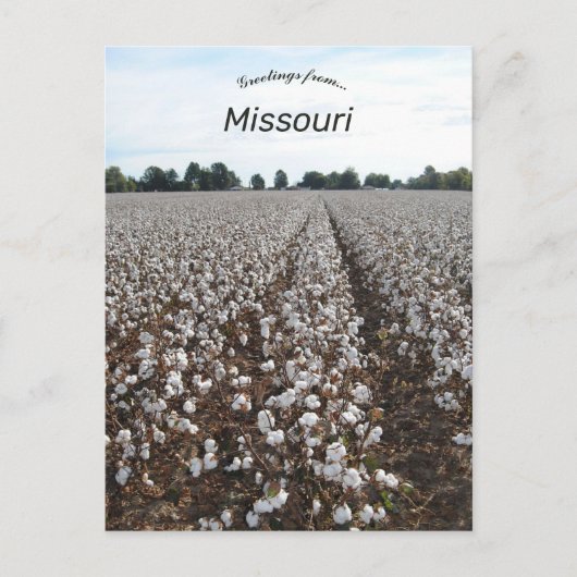 Cotton Field Harvest Missouri Briefkaart (Voorkant)