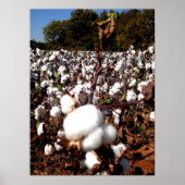 Cotton Field - Murfreesboro, Tennessee Poster (Voorkant)