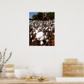 Cotton Field - Murfreesboro, Tennessee Poster (Keuken)