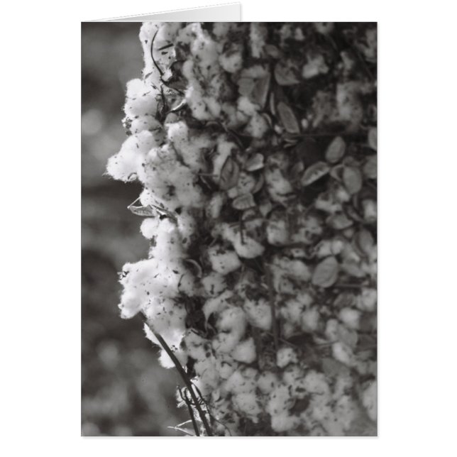 Cotton Harvest (Voorkant)