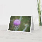 Cotton Thistle, Onopordum Plant Kaart (Voorkant)