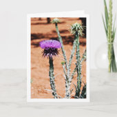 Cotton Thistle, Onopordum Plant Portret Kaart (Voorkant)