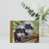 Cotton Top Tamarin Briefkaart (Staand voorkant)