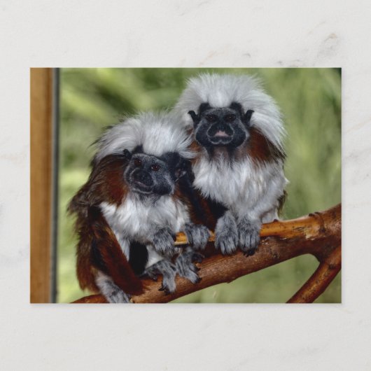 Cotton Top Tamarin Briefkaart (Voorkant)