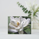 Cotton White Petalscape Briefkaart (Staand voorkant)