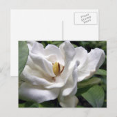 Cotton White Petalscape Briefkaart (Voorkant / Achterkant)