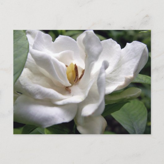 Cotton White Petalscape Briefkaart (Voorkant)