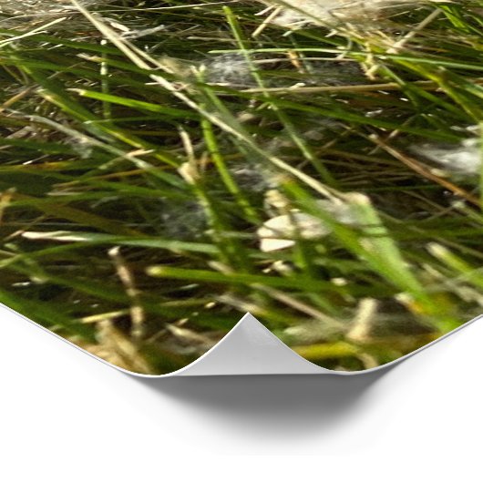 Cotton Willow Fluff Poster (Hoek)