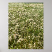 Cotton Willow Fluff Poster (Voorkant)