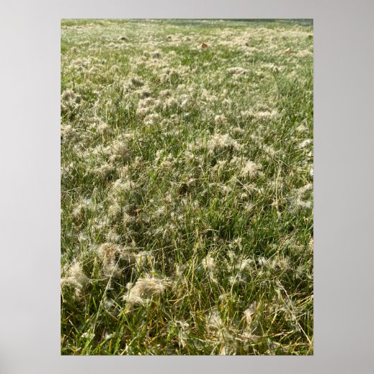 Cotton Willow Fluff Poster (Voorkant)