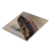 Cottonmouth Closeup Tegeltje (Zijkant)