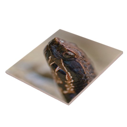 Cottonmouth Closeup Tegeltje (Zijkant)