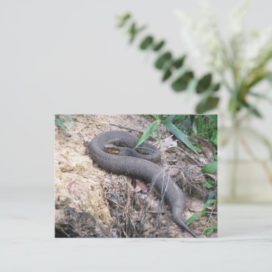 Cottonmouth Snake Basking Briefkaart (Staand voorkant)