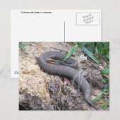 Cottonmouth Snake Basking Briefkaart (Voorkant / Achterkant)