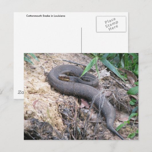 Cottonmouth Snake Basking Briefkaart (Voorkant / Achterkant)