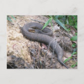 Cottonmouth Snake Basking Briefkaart (Voorkant)