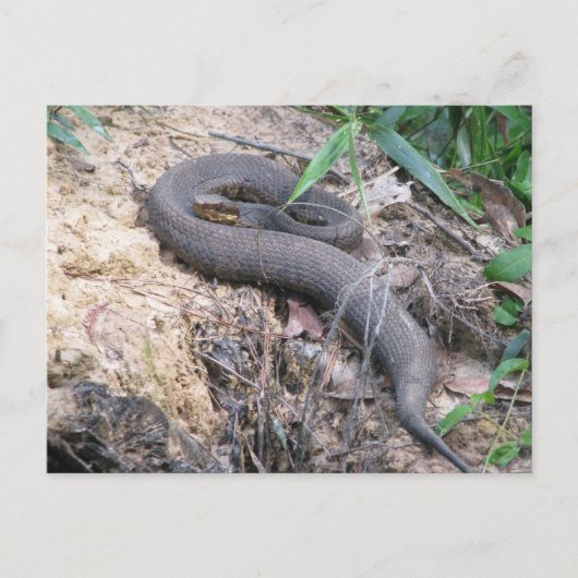 Cottonmouth Snake Basking Briefkaart (Voorkant)