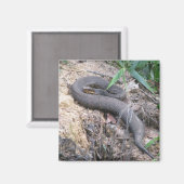 Cottonmouth Snake Basking Magneet (Voorkant / Achterkant)