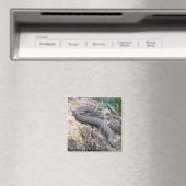 Cottonmouth Snake Basking Magneet (Insitu (Vaatwasser))