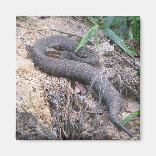 Cottonmouth Snake Basking Magneet (Voorkant)