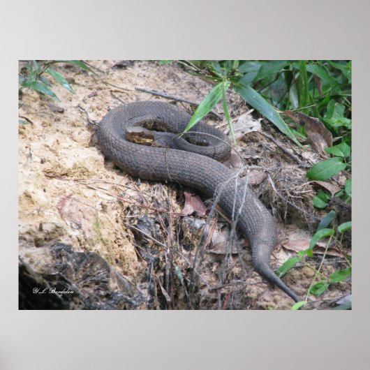 Cottonmouth Snake Basking Poster (Voorkant)