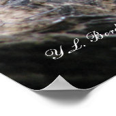 Cottonmouth Snake Basking Poster (Hoek)