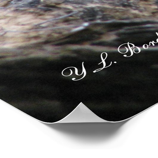 Cottonmouth Snake Basking Poster (Hoek)