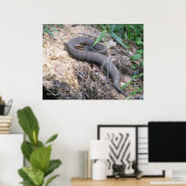 Cottonmouth Snake Basking Poster (Thuiskantoor)