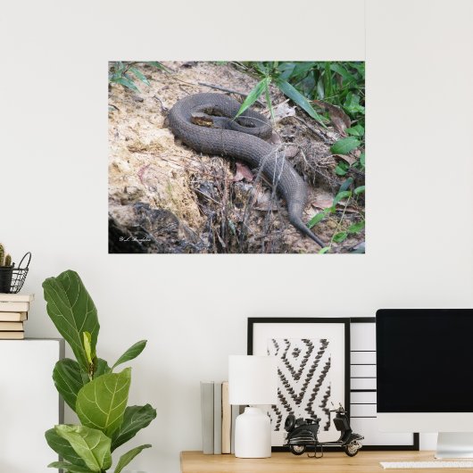 Cottonmouth Snake Basking Poster (Thuiskantoor)