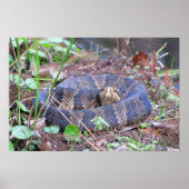 Cottonmouth Water Moccasin Coil Poster (Voorkant)