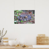 Cottonmouth Water Moccasin Coil Poster (Keuken)